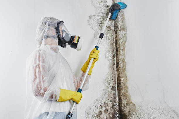Best Office Mold Removal Services  in Coats Bend, AL