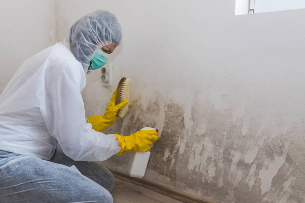 Best Residential Mold Removal  in Coats Bend, AL