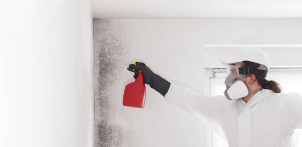Best Mold Cleaning Services  in Coats Bend, AL
