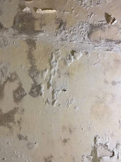 Best Water Damage Restoration  in Coats Bend, AL