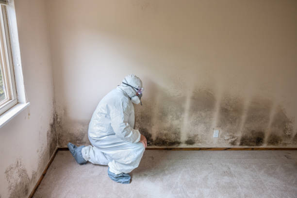 Best Fast Mold Removal  in Coats Bend, AL