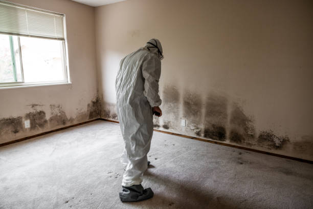 Best Residential Mold Removal  in Coats Bend, AL