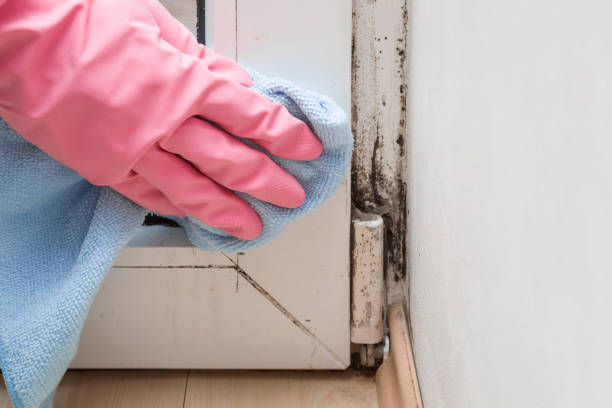 Best Commercial Mold Removal  in Coats Bend, AL