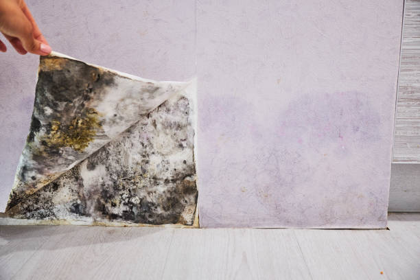 Best Mold Remediation  in Coats Bend, AL